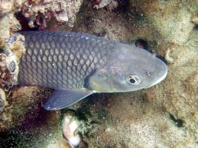 Jalec hlavatý - Leuciscus cephalus, 20 cm